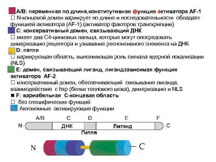  A/B: переменная по длине, конститутивная функция активатора AF-1 N-концевой домен вариирует по длине