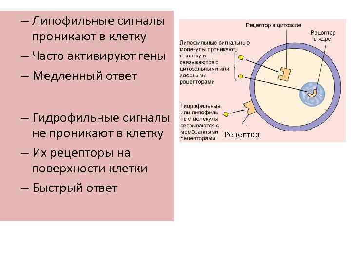 – Липофильные сигналы проникают в клетку – Часто активируют гены – Медленный ответ –