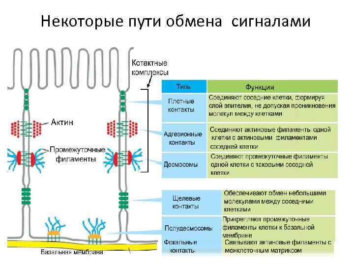 Некоторые пути обмена сигналами 