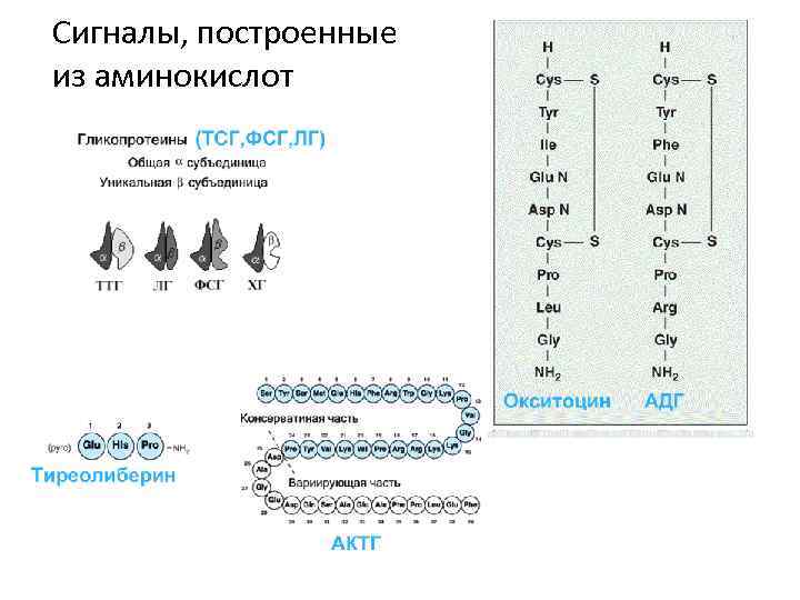 Сигналы, построенные из аминокислот 