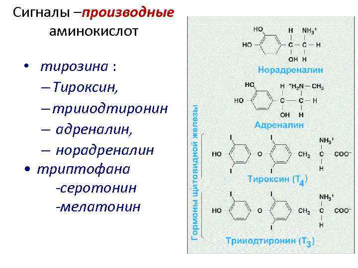 Производные аминокислот. Производным аминокислоты тирозин является гормон:. Гормоны производные аминокислоты тирозин это. Гормоны производные тирозина. Гормоны производные аминокислот.