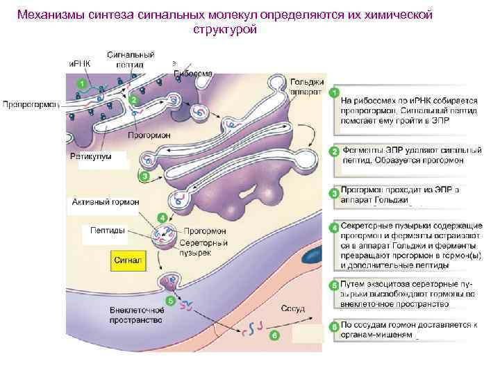 Механизмы синтеза сигнальных молекул определяются их химической структурой 