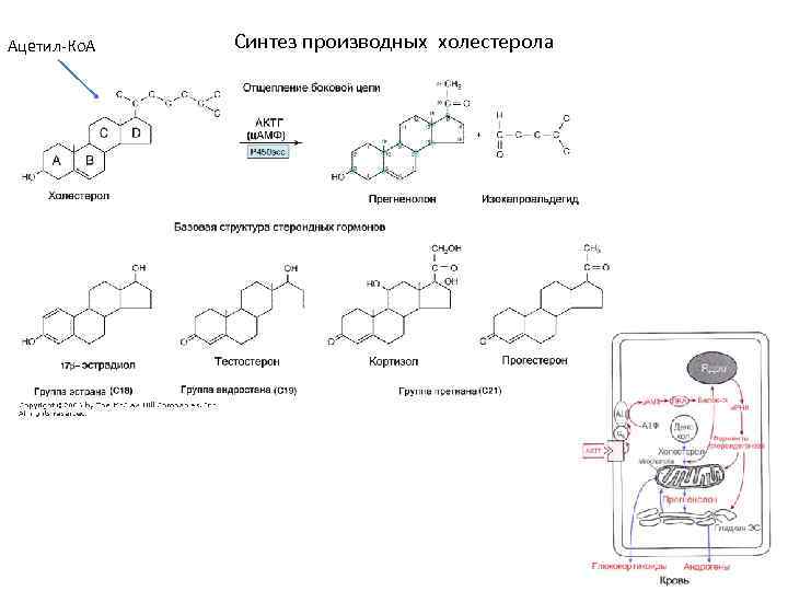 Ацетил-Ко. А Синтез производных холестерола 