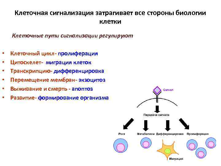 Клеточная сигнализация затрагивает все стороны биологии клетки Клеточные пути сигнализации регулируют • • •