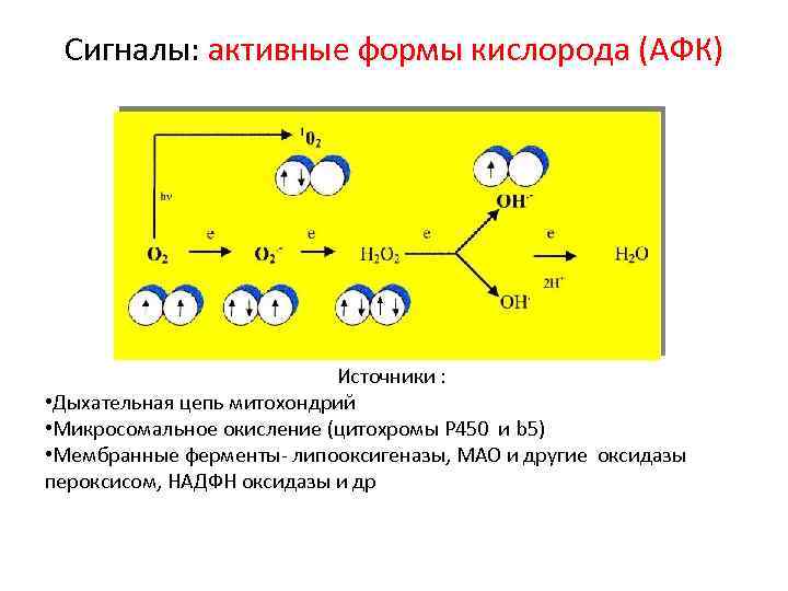 Сигналы: активные формы кислорода (АФК) Источники : • Дыхательная цепь митохондрий • Микросомальное окисление