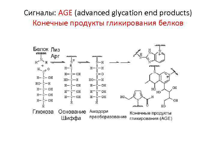 Сигналы: AGE (advanced glycation end products) Конечные продукты гликирования белков 