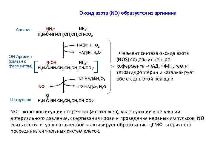 Оксид азота (NO) образуется из аргинина Фермент синтаза оксида азота (NOS) содержит четыре кофермента