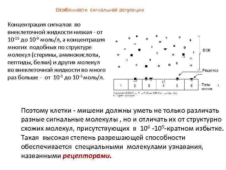 Особенности сигнальной регуляции Концентрация сигналов во внеклеточной жидкости низкая - от 10 -15 до