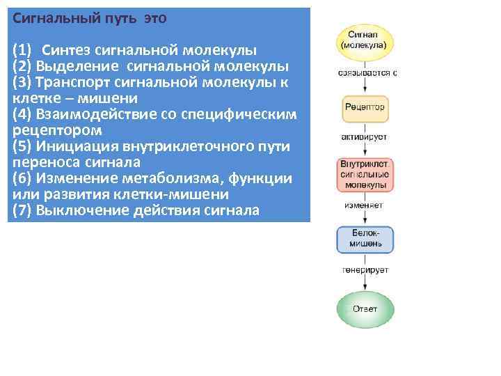 Сигнальный путь это (1) Cинтез сигнальной молекулы (2) Выделение сигнальной молекулы (3) Транспорт сигнальной