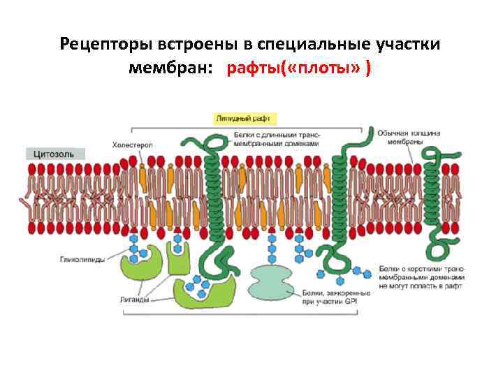 Рецепторы встроены в специальные участки мембран: рафты( «плоты» ) 