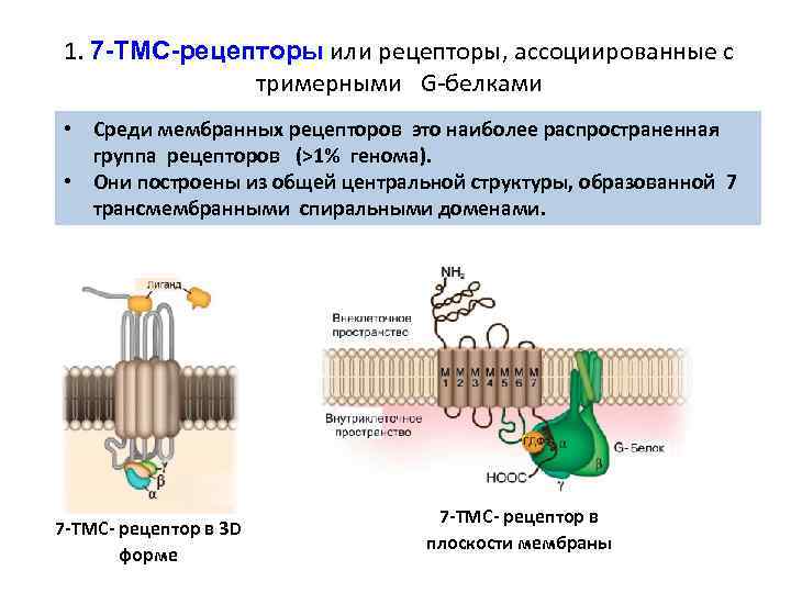 1. 7 -ТМС-рецепторы или рецепторы, ассоциированные с тримерными G-белками • Среди мембранных рецепторов это