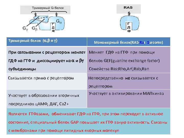 Тримерный белок (a, b и g) Мономерный белок(RAS-Rat Sarcome) При связывании с рецептором меняет