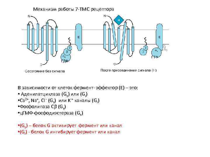 Механизм работы 7 -ТМС рецептора В зависимости от клеток фермент- эффектор (Е) – это: