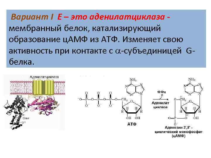 Вариант I Е – это аденилатциклаза мембранный белок, катализирующий образование ц. АМФ из АТФ.