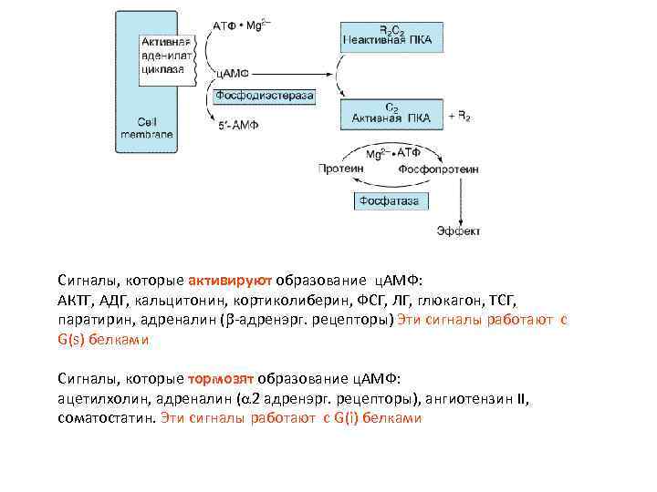 Сигналы, которые активируют образование ц. АМФ: АКТГ, АДГ, кальцитонин, кортиколиберин, ФСГ, ЛГ, глюкагон, ТСГ,