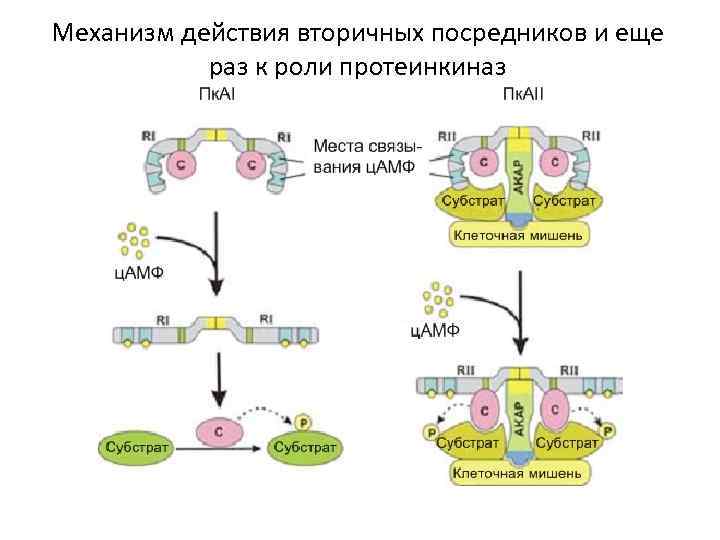 Механизм действия вторичных посредников и еще раз к роли протеинкиназ 