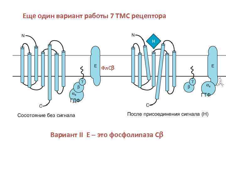 Еще один вариант работы 7 ТМС рецептора Фл. Сb Вариант II Е – это