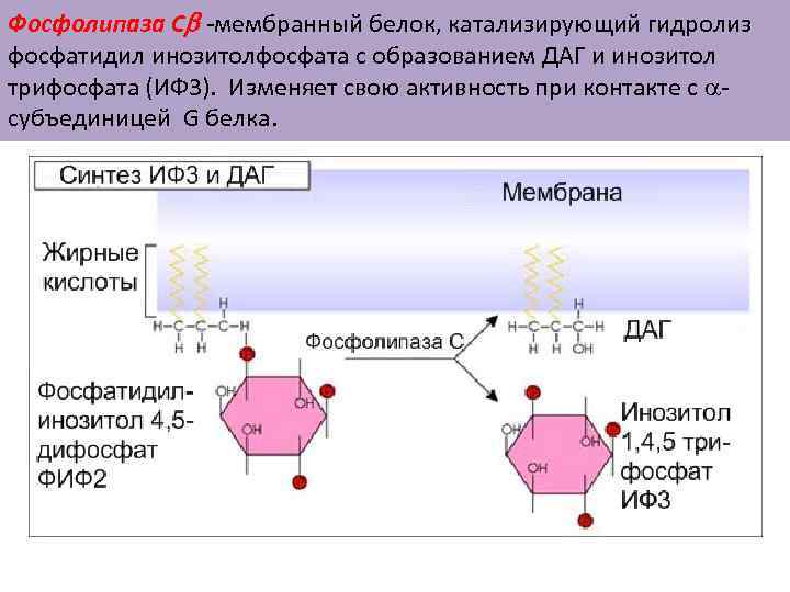 Фосфолипаза Сb -мембранный белок, катализирующий гидролиз фосфатидил инозитолфосфата с образованием ДАГ и инозитол трифосфата