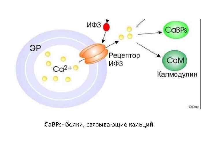 Ca. BPs- белки, связывающие кальций 