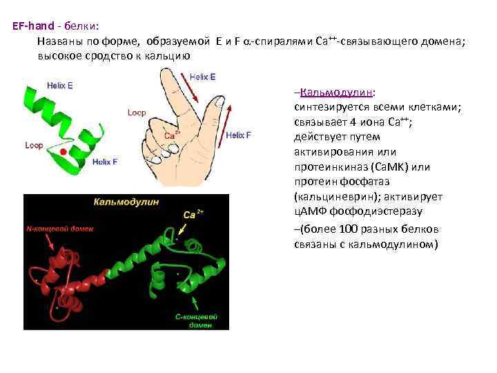 EF-hand - белки: Названы по форме, образуемой E и F -спиралями Ca++-связывающего домена; высокое