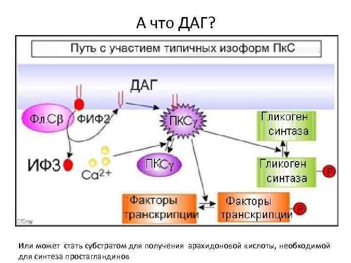 А что ДАГ? Или может стать субстратом для получения арахидоновой кислоты, необходимой для синтеза