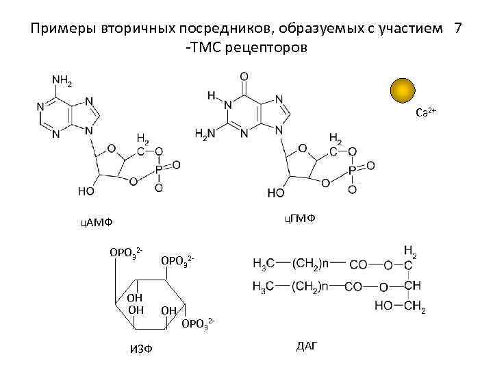 Примеры вторичных посредников, образуемых с участием 7 -ТМС рецепторов Ca 2+ ц. ГМФ ц.