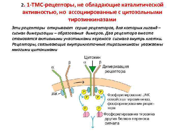 2. 1 -ТМС-рецепторы, не обладающие каталитической активностью, но ассоциированные с цитозольными тирозинкиназами Эти рецепторы