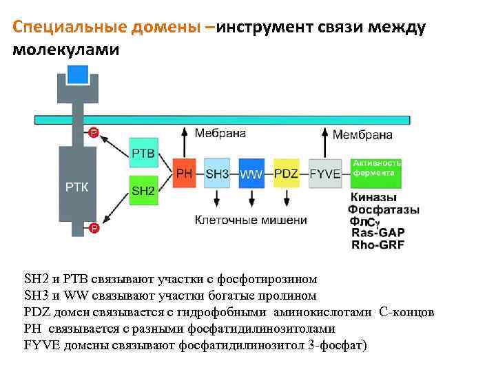 Специальные домены –инструмент связи между молекулами SH 2 и PTB связывают участки с фосфотирозином