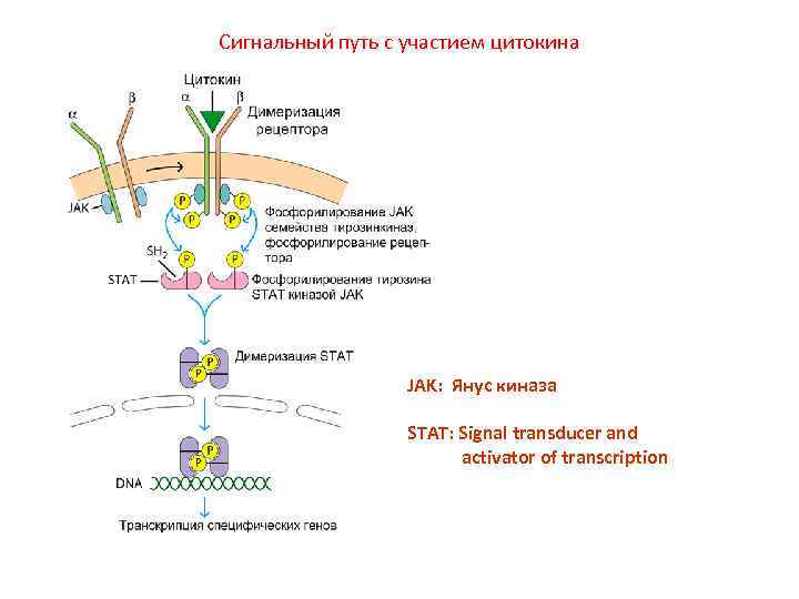 Сигнальный путь с участием цитокина JAK: Янус киназа STAT: Signal transducer and activator of