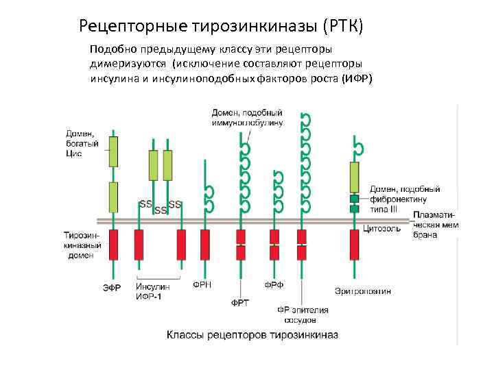 Рецепторные тирозинкиназы (РТК) Подобно предыдущему классу эти рецепторы димеризуются (исключение составляют рецепторы инсулина и