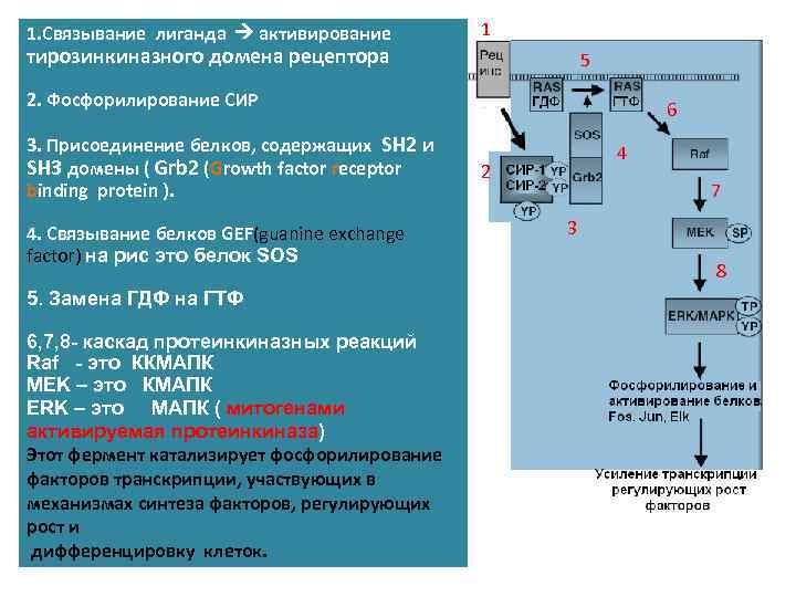 1. Связывание лиганда активирование 1 тирозинкиназного домена рецептора 5 2. Фосфорилирование СИР 3. Присоединение