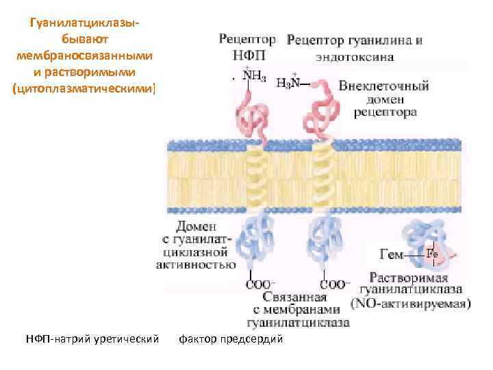 Гуанилатциклазыбывают мембраносвязанными и растворимыми (цитоплазматическими) НФП-натрий уретический фактор предсердий 