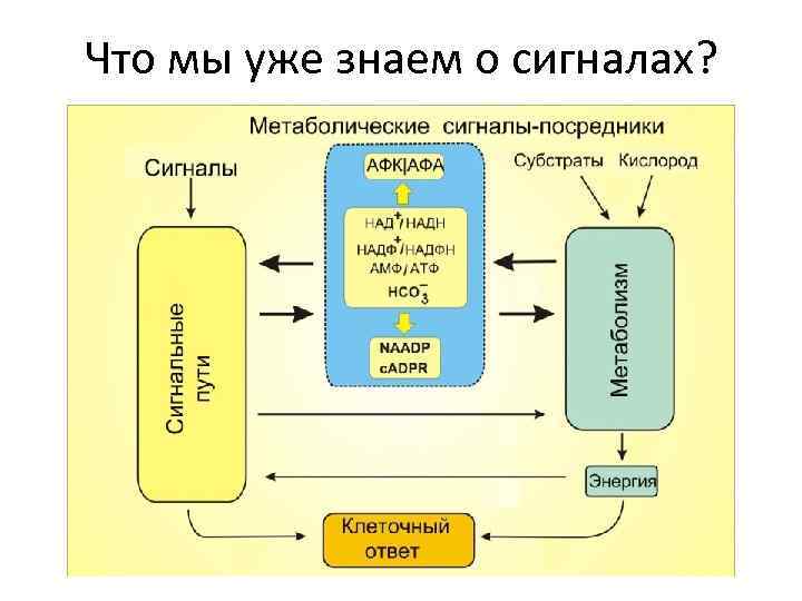 Что мы уже знаем о сигналах? 