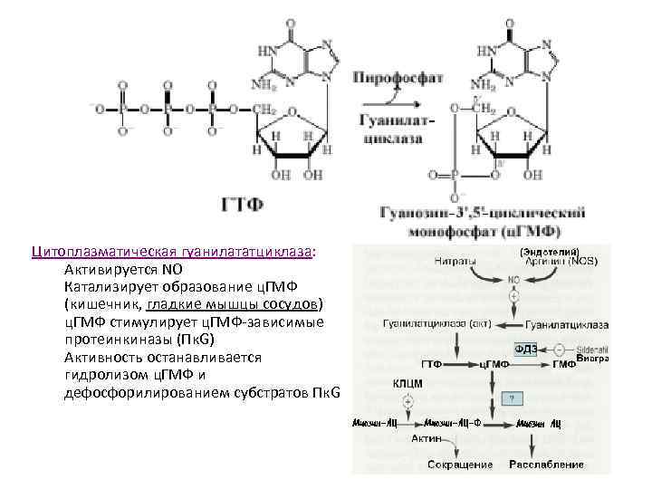 Цитоплазматическая гуанилататциклаза: Активируется NO Катализирует образование ц. ГМФ (кишечник, гладкие мышцы сосудов) ц. ГМФ