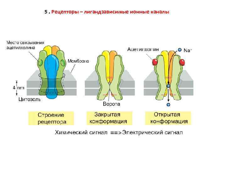 5. Рецепторы – лигандзависимые ионные каналы 