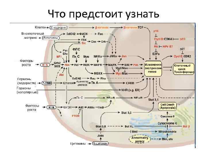 Что предстоит узнать 