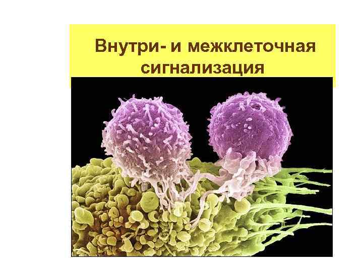  Внутри- и межклеточная сигнализация 