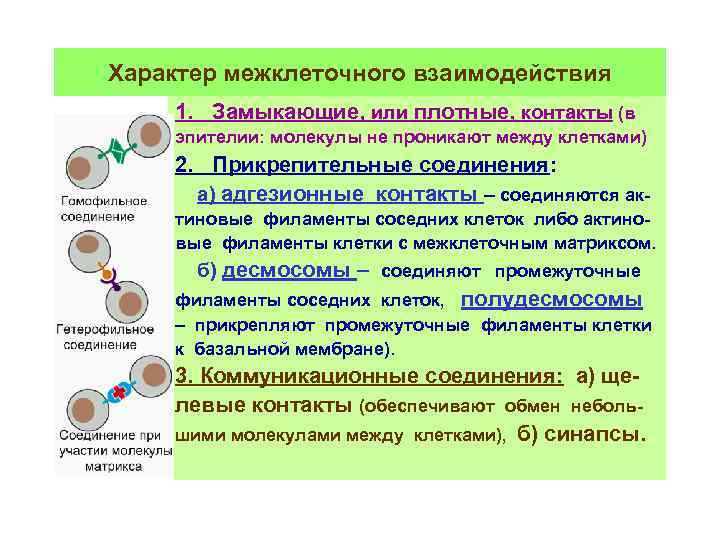 Взаимодействие клеток