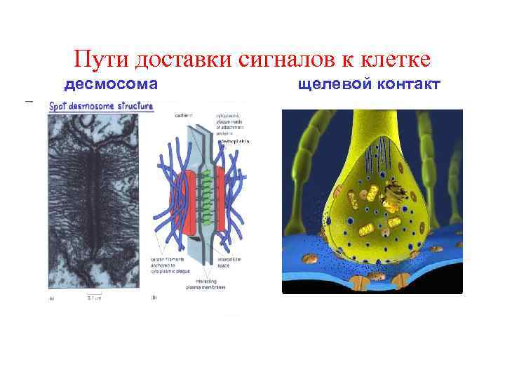Пути доставки сигналов к клетке десмосома щелевой контакт 