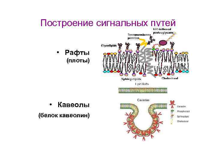 Построение сигнальных путей • Рафты (плоты) • Кавеолы (белок кавеолин) 