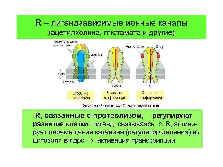 R – лигандзависимые ионные каналы (ацетилхолина, глютамата и другие) R, связанные с протеолизом, регулируют