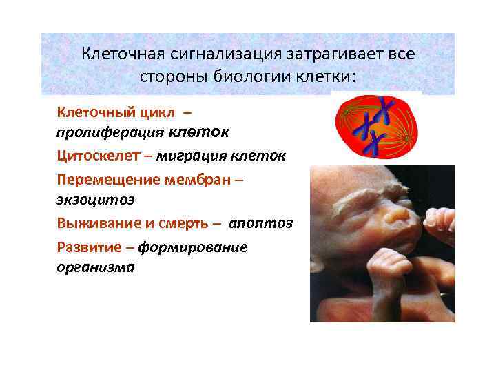 Клеточная сигнализация затрагивает все стороны биологии клетки: • Клеточный цикл – пролиферация клеток •