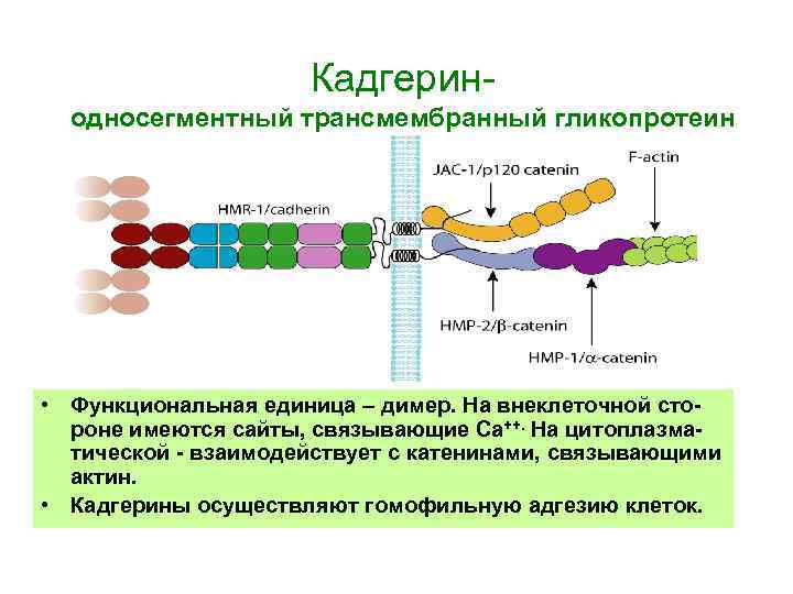 Кадгеринодносегментный трансмембранный гликопротеин • Функциональная единица – димер. На внеклеточной стороне имеются сайты, связывающие