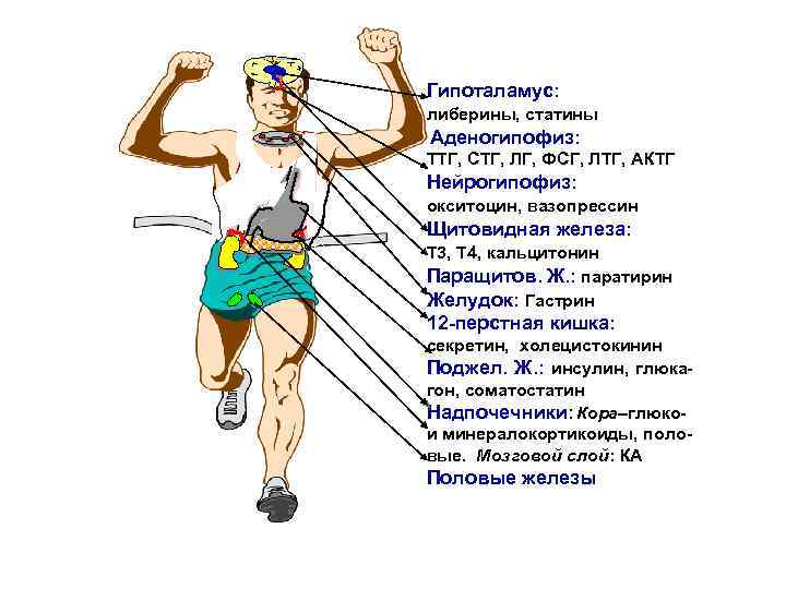 Гипоталамус: либерины, статины Аденогипофиз: ТТГ, СТГ, ЛГ, ФСГ, ЛТГ, АКТГ Нейрогипофиз: окситоцин, вазопрессин Щитовидная