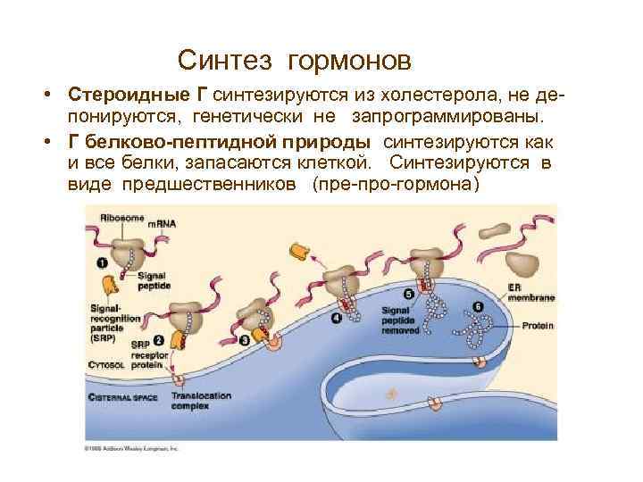 Синтез гормонов в организме