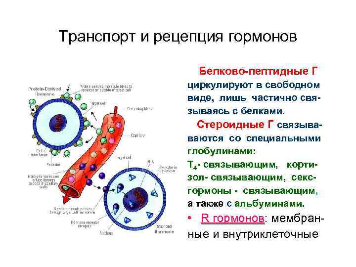 Схема мембранной рецепции