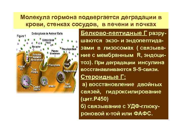 Молекула гормона подвергается деградации в крови, стенках сосудов, в печени и почках Белково-пептидные Г