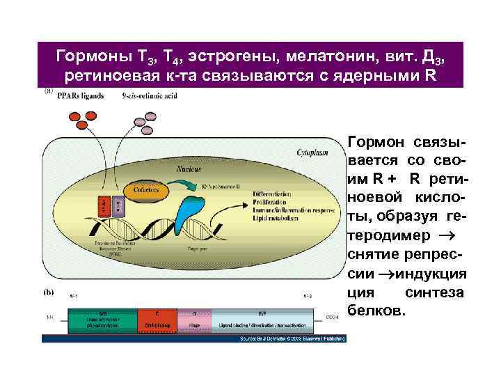 Гормоны Т 3, Т 4, эстрогены, мелатонин, вит. Д 3, ретиноевая к-та связываются с