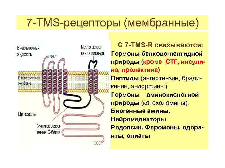 7 -TMS-рецепторы (мембранные) С 7 -TMS-R связываются: Гормоны белково-пептидной природы (кроме СТГ, инсулина, пролактина)
