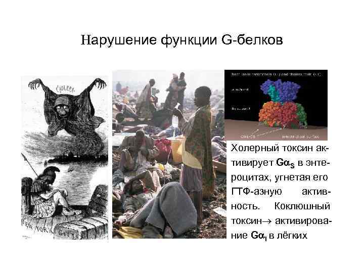 Нарушение функции G-белков Холерный токсин активирует G S в энтероцитах, угнетая его ГТФ-азную активность.